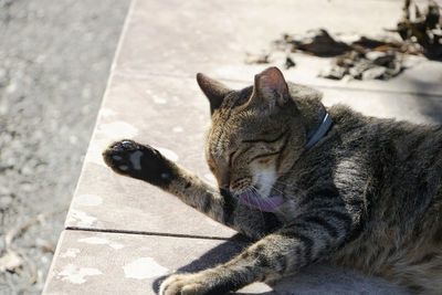 Close-up of a cat lying on footpath