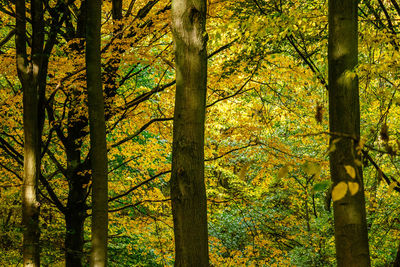 Trees in forest