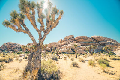 Tree in desert against sky
