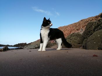 Cat sitting on a land