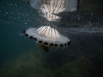 Close-up of jellyfish swimming in sea