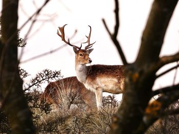 Deer on a tree
