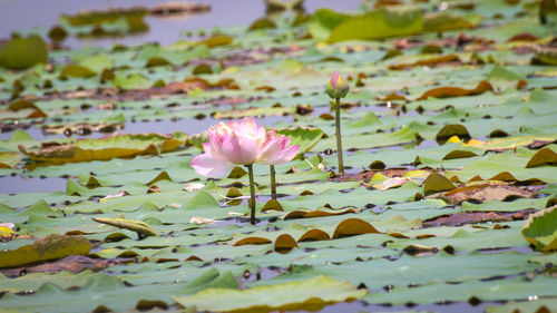 Close-up of pink water lily in lake