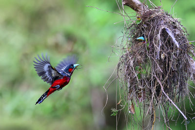 Close-up of bird perching on branch