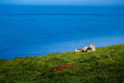 Scenic view of sea shore