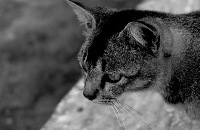 Close-up portrait of cat