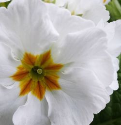 Close-up of white flower