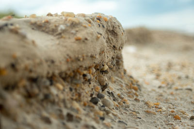 Close-up of lizard on rock