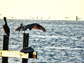 Stretching bird on wooden post in the sea