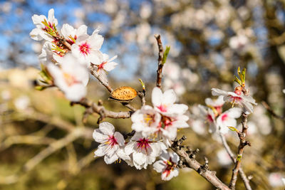 Close-up of insect on cherry blossom