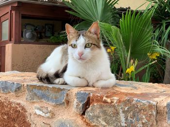 Portrait of cat sitting by wall