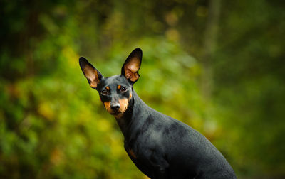 Close-up portrait of dog