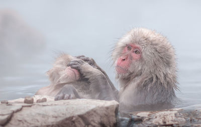 Close-up of monkey in hot spring