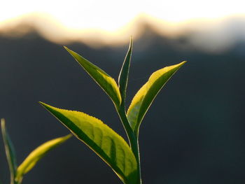 green