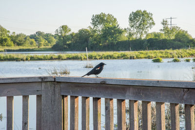 Bird perching on railing by lake against sky