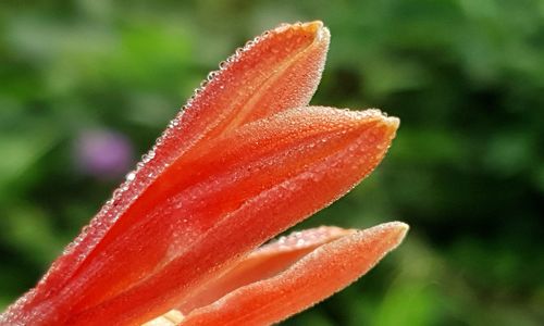 Close-up of water drops on orange flower