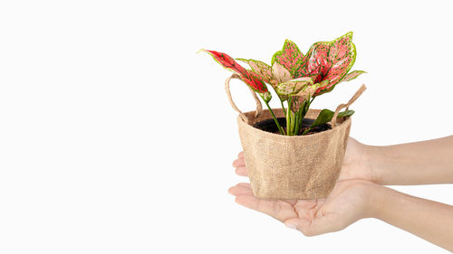 Close-up of hand holding plant against white background