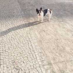High angle view of french bulldog standing on street