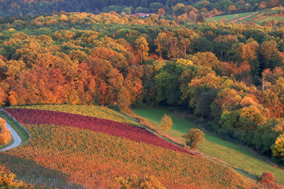 Scenic view of trees during autumn