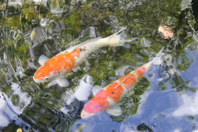 Close-up of koi fish in water