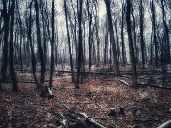 Bare trees in forest