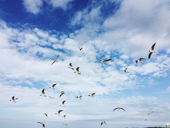 Flock of birds flying against sky