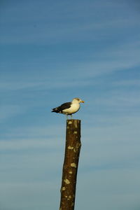 Low angle view of seagull perching on wooden post