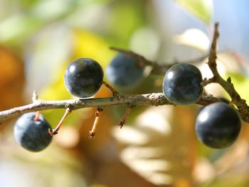 Close-up of fruits on tree