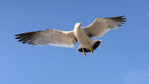 Low angle view of seagull flying in sky