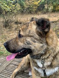 Close-up of dog looking away