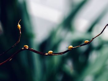 Close-up of berries on branch