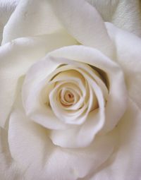 Close-up of rose