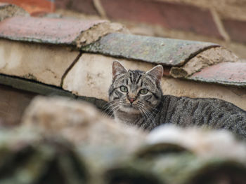 Close-up portrait of cat