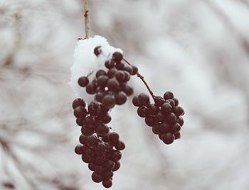 Close-up of plant