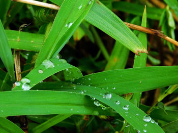 Close-up of water drops on leaves