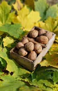 Fall still life italian walnuts fruit in wooden basket on maple leaves background