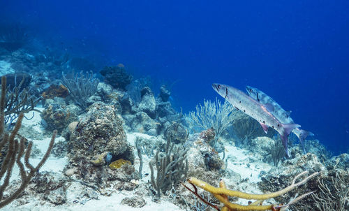 Fish swimming in sea