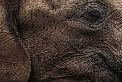Close-up of elephant eye