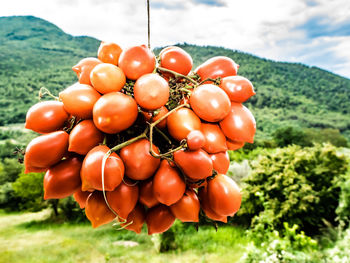 Close-up of tomatoes on field
