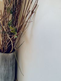 Close-up of potted plant on table against wall