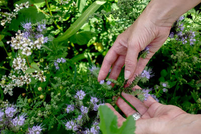 Midsection of woman holding flowers