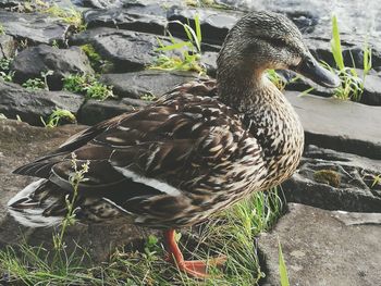 Close-up of mallard duck on plants