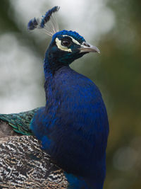 Close-up of a bird looking away