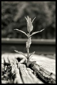 Close-up of plant