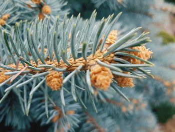 Close-up of pine tree