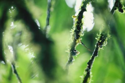 Close-up of plant growing outdoors