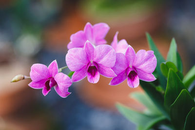 Close-up of pink flowers against blurred background