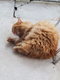 High angle view of cat sleeping on footpath