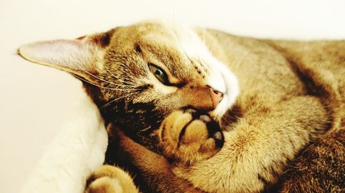 Close-up portrait of cat resting on bed