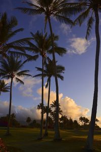 Palm trees on field against sky during sunset
